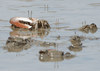 Fiddler crab