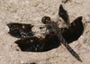 Filigree skimmer &ndash; Pseudoleon superbus