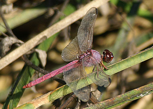 Roseate Skimmer - Orthemis ferruginea