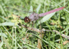 Roseate Skimmer - Orthemis ferruginea