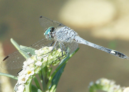 Spot-tailed dasher &ndash; Micrathyria aequalis