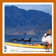 Tour Baja Logo